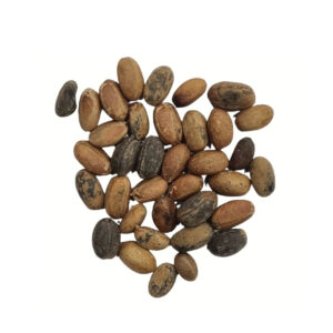Croton zaad (Habba al moulouk)