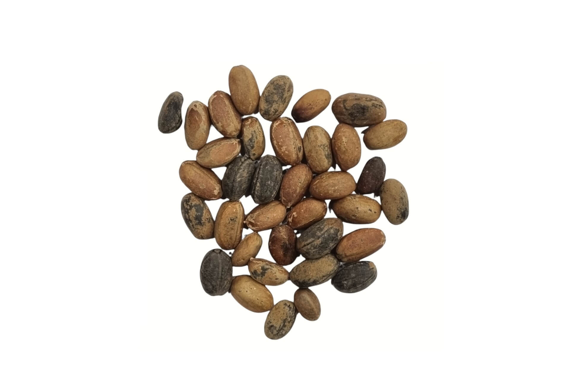 Croton zaad (Habba al moulouk)